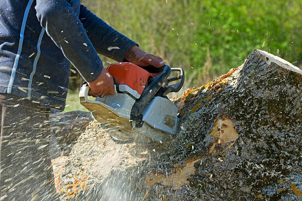 Best Tree Pruning Services  in Listoga, CA